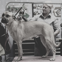 PROFESSIONAL GROOMERS